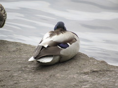 Anas platyrhynchos