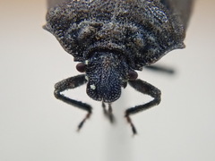 Amaurochrous brevitylus