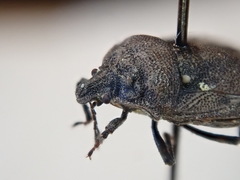 Amaurochrous brevitylus
