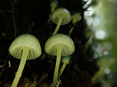 Mycena flavovirens