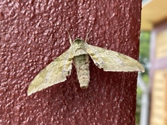 Chloroclanis virescens