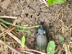 Carabus exaratus