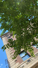 Ginkgo biloba