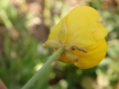 Ranunculus ollissiponensis