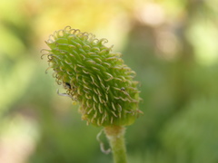 Ranunculus ollissiponensis