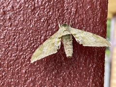 Chloroclanis virescens