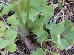 Ranunculus ollissiponensis