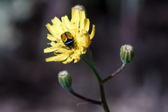 Cryptocephalus rugicollis