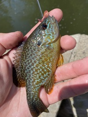 Lepomis gibbosus × cyanellus