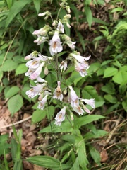 Penstemon pallidus