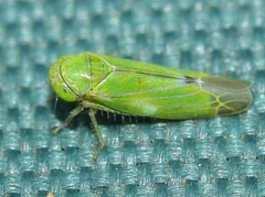 Liguropia juniperi