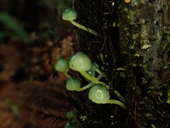 Mycena flavovirens