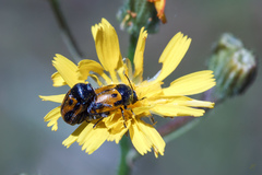 Cryptocephalus rugicollis