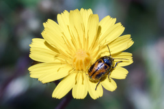 Cryptocephalus rugicollis