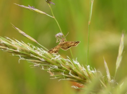 Emmiltis pygmaearia