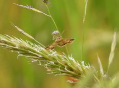 Emmiltis pygmaearia