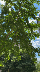 Ginkgo biloba
