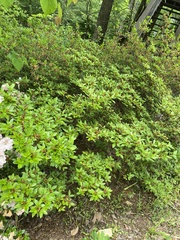 Rhododendron japonicum