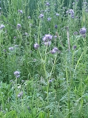 Phacelia tanacetifolia