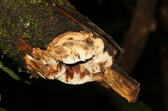 Datronia brunneoleuca