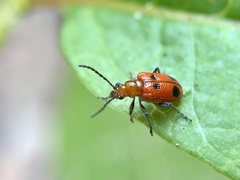 Neolema quadriguttata