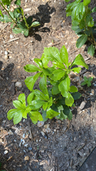 Pachysandra terminalis