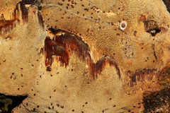 Datronia brunneoleuca