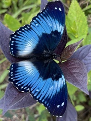 Hypolimnas salmacis salmacis