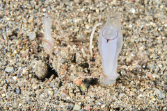 Rhopalaea