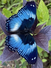 Hypolimnas salmacis salmacis