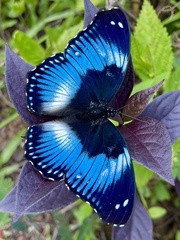 Hypolimnas salmacis salmacis