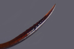 Dolichomitus agnoscendus