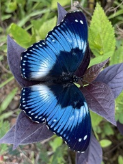 Hypolimnas salmacis salmacis