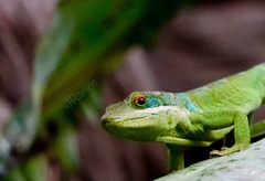 Anolis apollinaris
