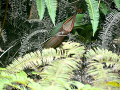 Nepenthes sanguinea