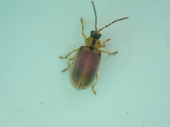 Galerucella lineola
