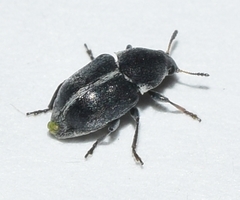Bruchela suturalis