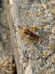 Meropachyini