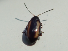 Phyllotreta vittula
