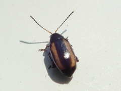 Phyllotreta vittula