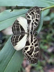 Catuna niji