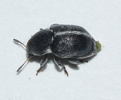 Bruchela suturalis