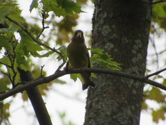 Chloris chloris
