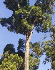 Aspidosperma polyneuron