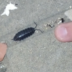 Porcellio hoffmannseggii