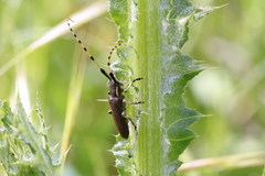 Agapanthia annularis
