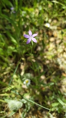 Legousia scabra
