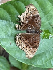 Junonia stygia