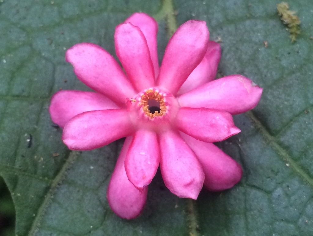 Symplocos coccinea