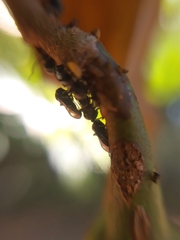 Lophyraspis